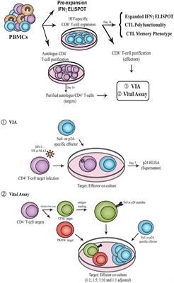 Phenotype, Polyfunctionality, and Antiviral Activity of in vitro Stimulated CD8+ T-Cells From HIV+ Subjects Who Initiated cART at Different Time-Points After Acute Infection